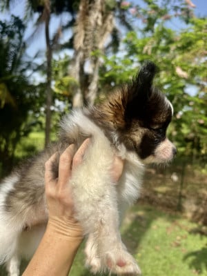 Les chiots de Epagneul nain Continental (Papillon)