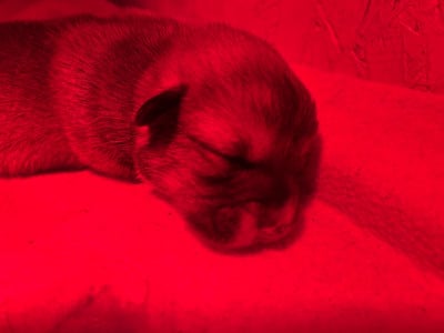 Les chiots de Welsh Corgi Pembroke