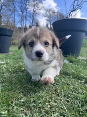 Les chiots de Welsh Corgi Pembroke