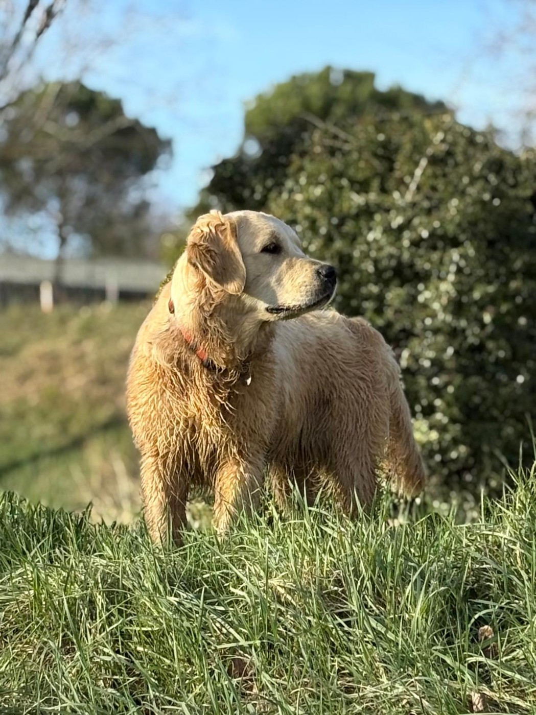 Like (aïka) Of Happy Golden Valley