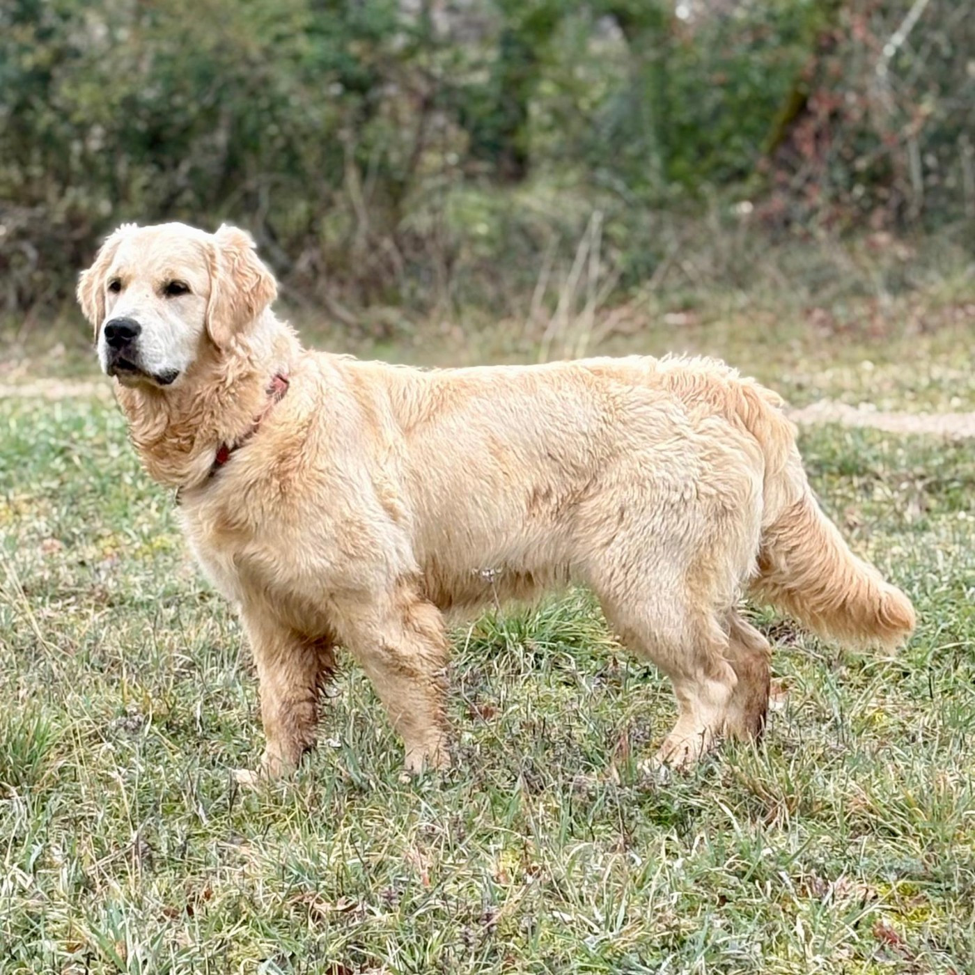 Like (aïka) Of Happy Golden Valley