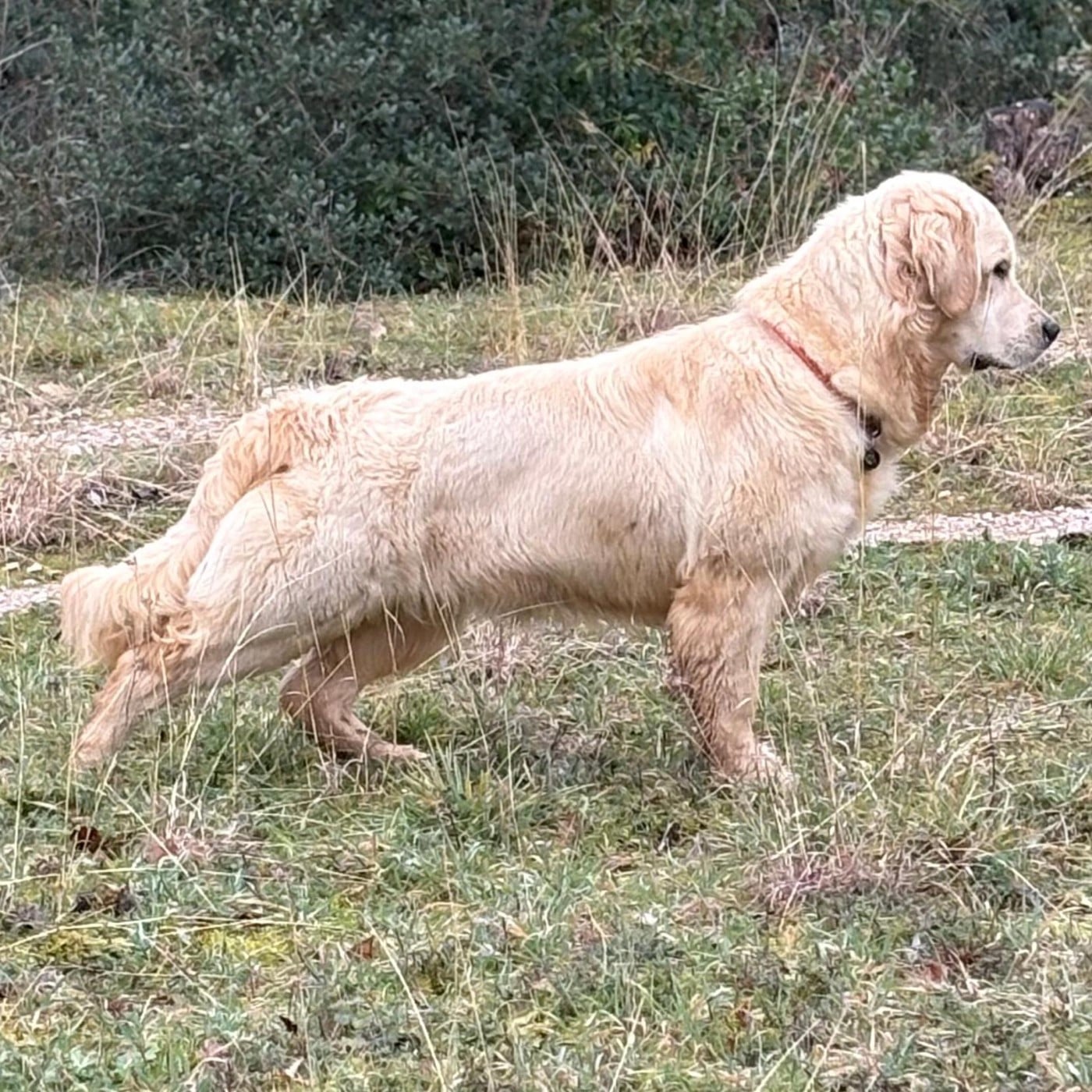 Like (aïka) Of Happy Golden Valley