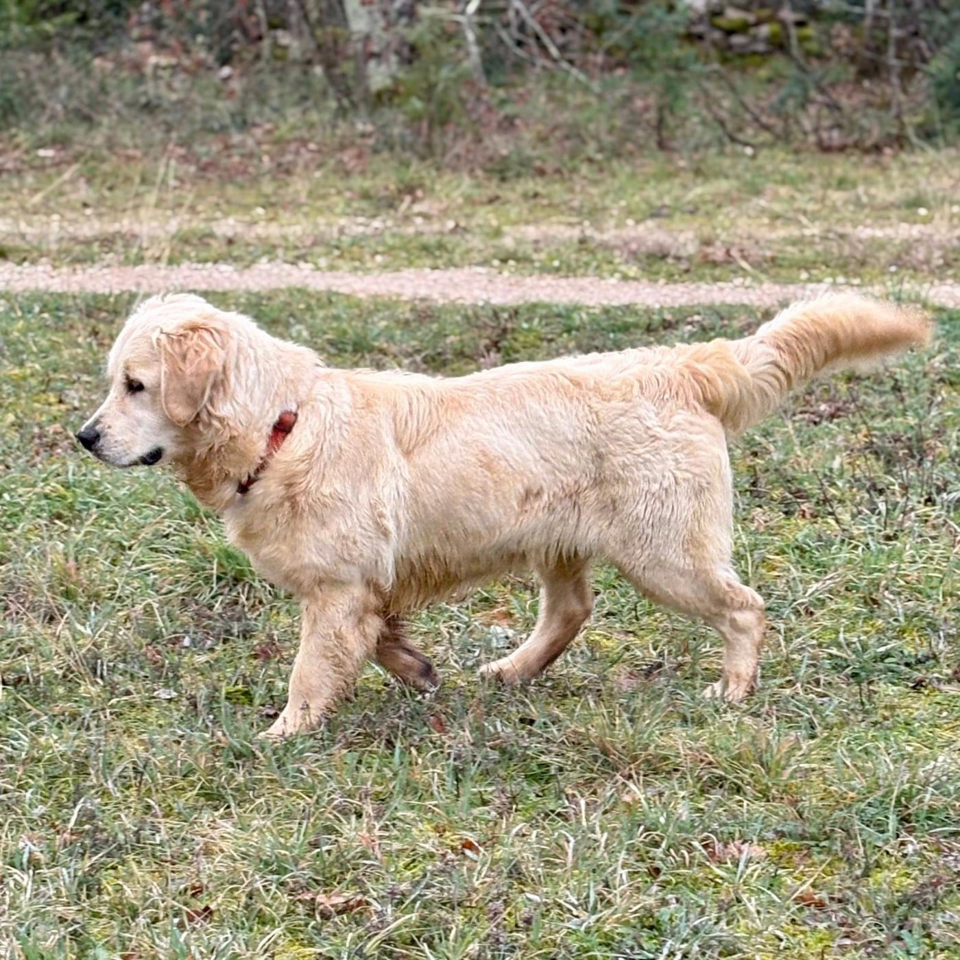 Like (aïka) Of Happy Golden Valley