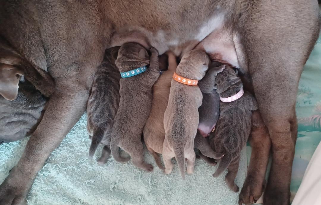 Shar Pei - De La Cote Des Sables