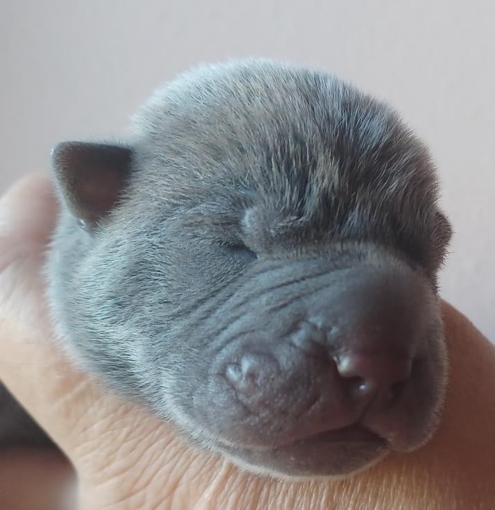petit garçon bleue - Shar Pei