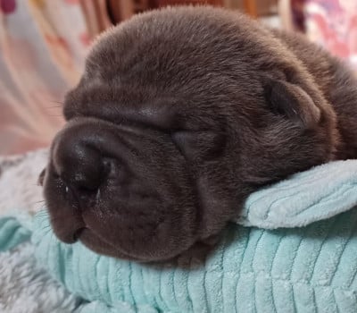 Les chiots de Shar Pei