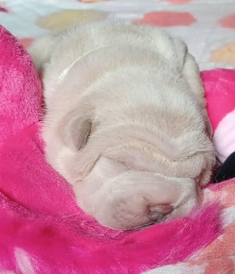 Les chiots de Shar Pei