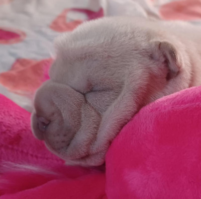 Les chiots de Shar Pei