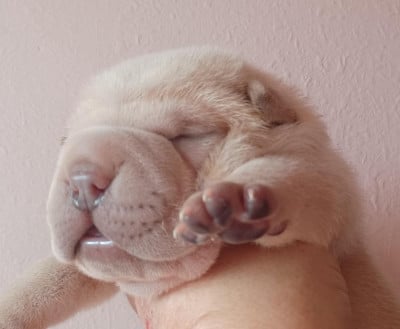 Les chiots de Shar Pei