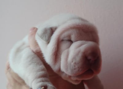 Les chiots de Shar Pei