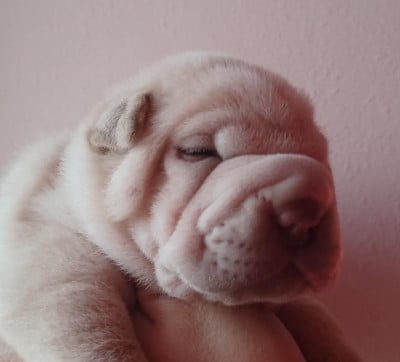 Les chiots de Shar Pei