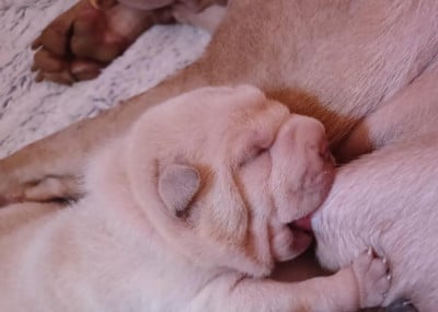Les chiots de Shar Pei