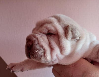 Les chiots de Shar Pei