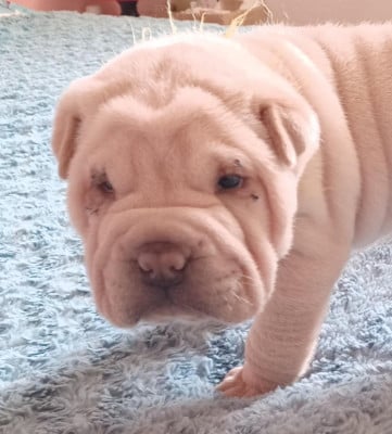 Les chiots de Shar Pei