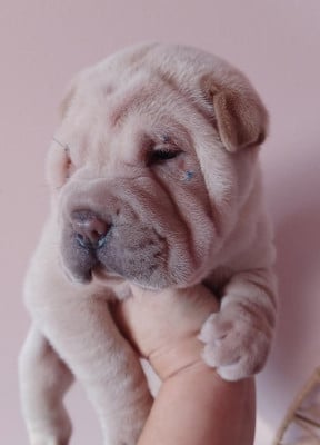 Les chiots de Shar Pei