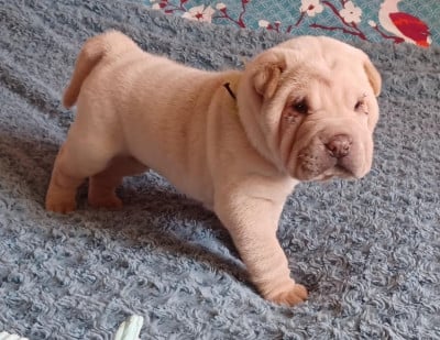 Les chiots de Shar Pei