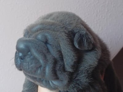 Les chiots de Shar Pei