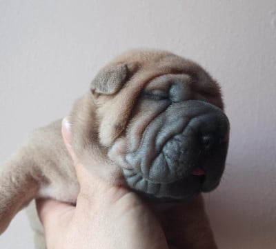 Les chiots de Shar Pei