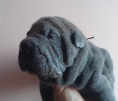 Les chiots de Shar Pei