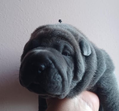 Les chiots de Shar Pei