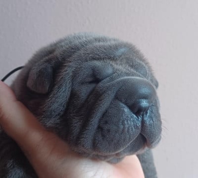 Les chiots de Shar Pei