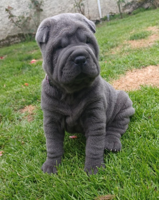 Les chiots de Shar Pei