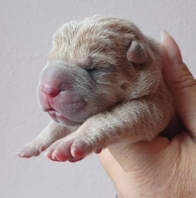 Les chiots de Shar Pei