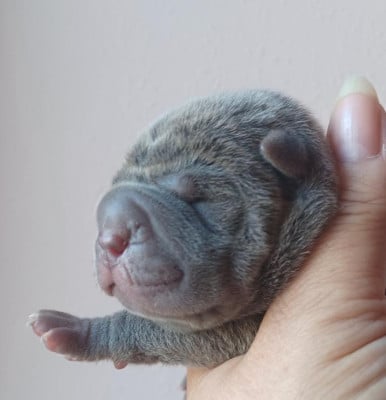 Les chiots de Shar Pei