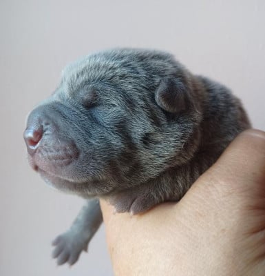 Les chiots de Shar Pei