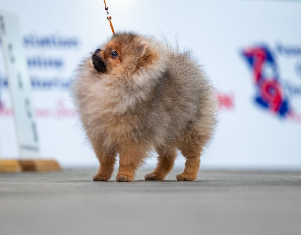 Apollo treize Des Punchy Diamonds