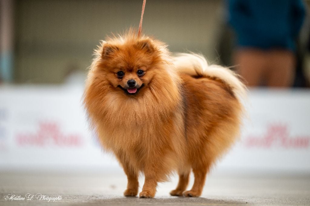 Vayana Des Punchy Diamonds