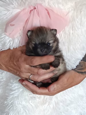 Les chiots de Spitz allemand