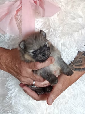 Les chiots de Spitz allemand