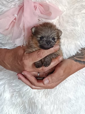 Les chiots de Spitz allemand