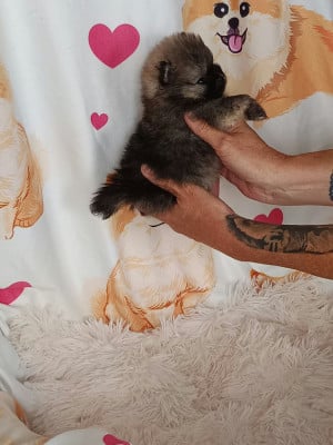 Les chiots de Spitz allemand