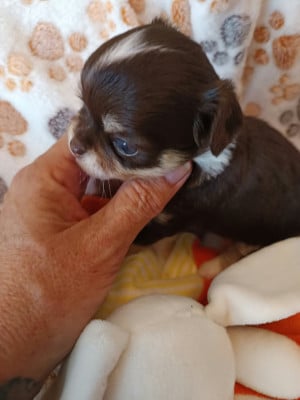 BIMBO DES PUNCHY DIAMONDS - Chihuahua