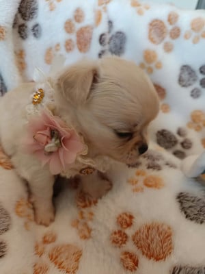 Chihuahua