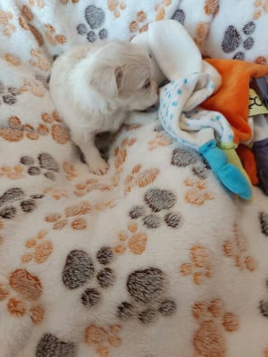 BUZZ DES PUNCHY DIAMONDS - Chihuahua
