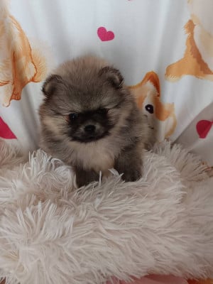 Les chiots de Spitz allemand
