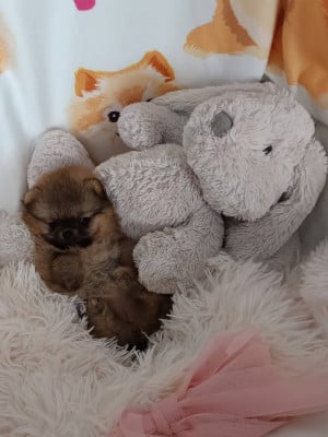 Les chiots de Spitz allemand