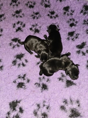 Chiot N°2 - Staffordshire Bull Terrier