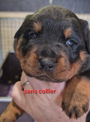 Les chiots de Rottweiler