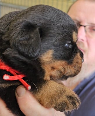 Les chiots de Rottweiler