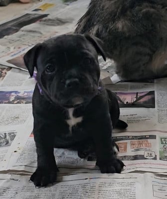 Les chiots de Staffordshire Bull Terrier