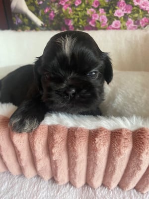Les chiots de Shih Tzu
