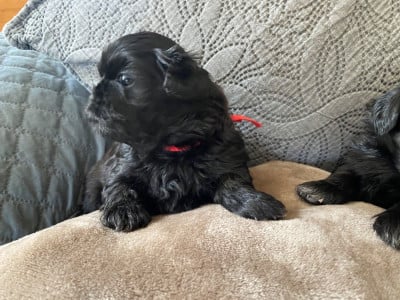 Les chiots de Shih Tzu