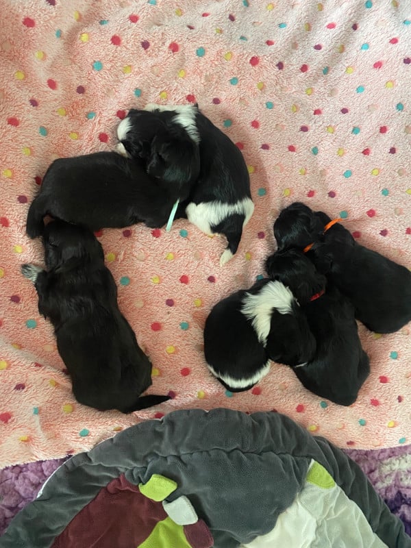 Shih Tzu - De La Haie Des Bichottes