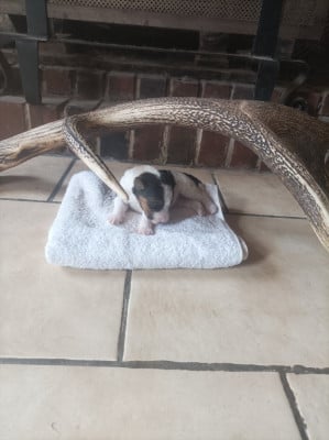 Les chiots de Fox Terrier Poil Dur