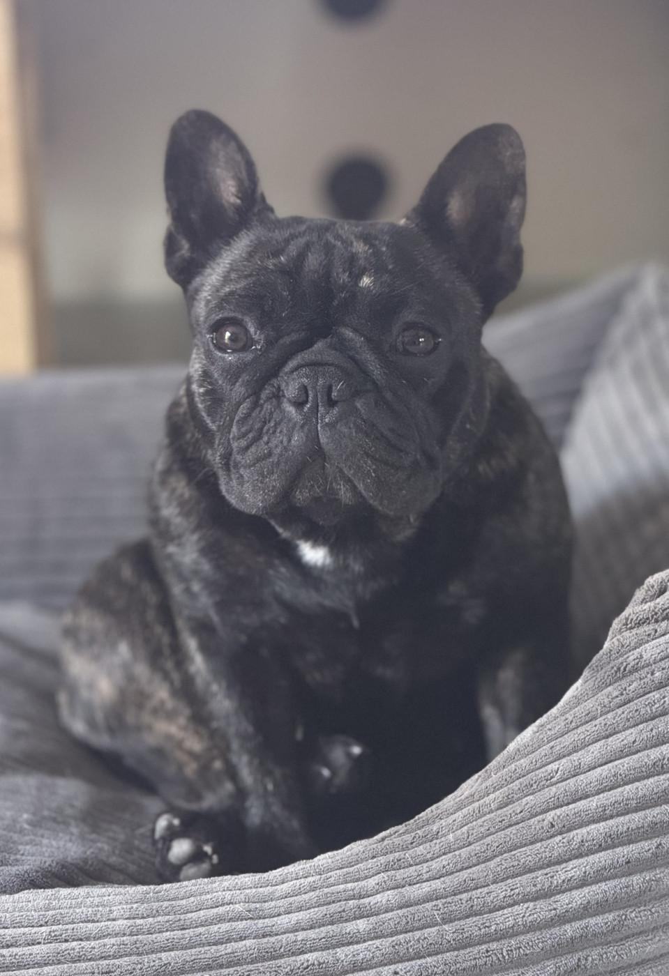 Uhla Des Anges De Mathéo