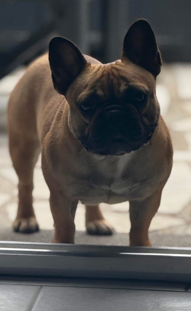 Umie De La Fougue Du Marais